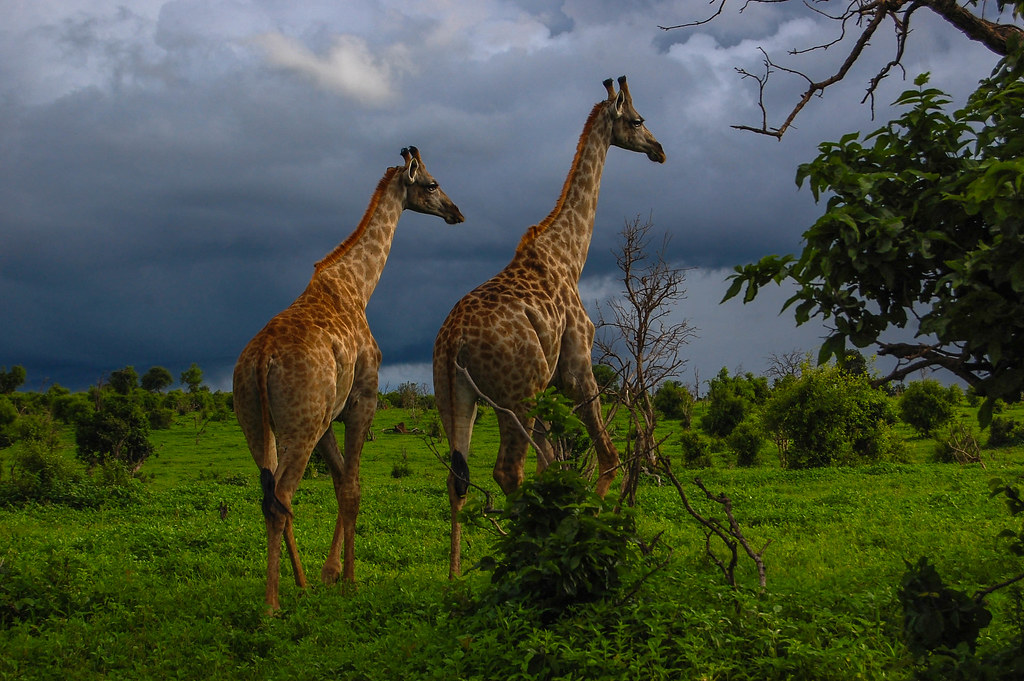 Ten things to keep in mind before Embarking on an African safari